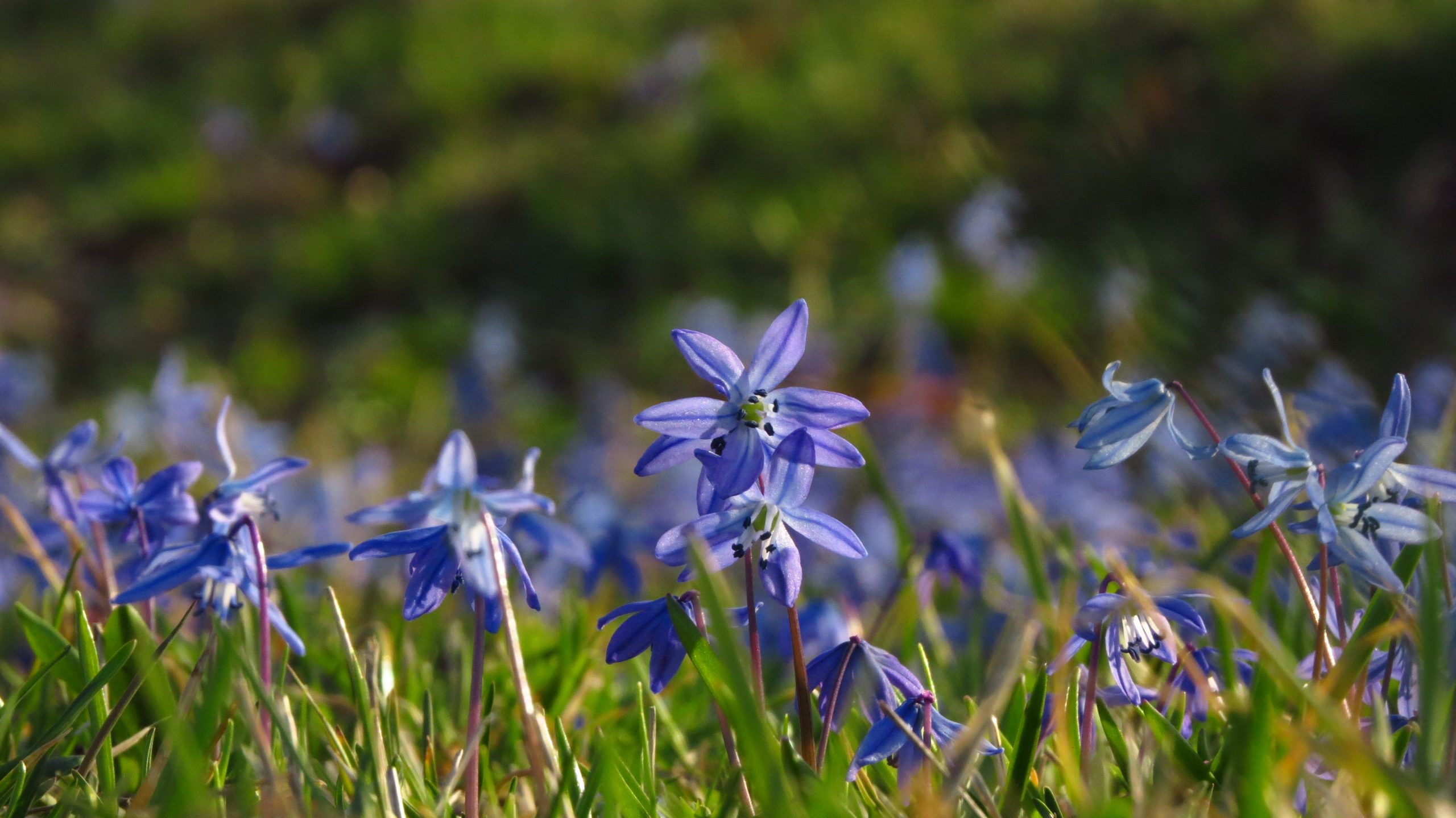 проліска сибірська