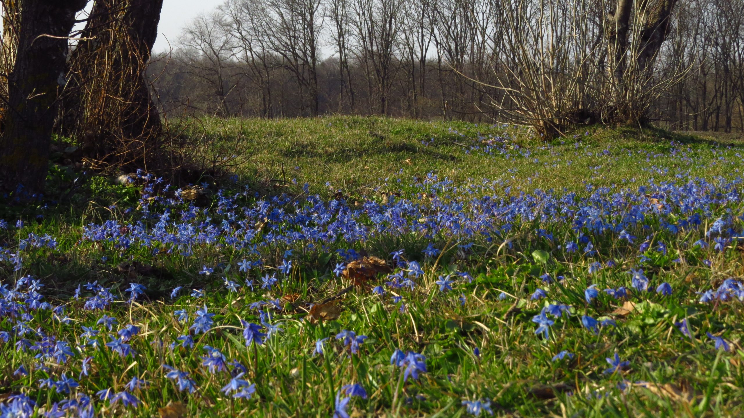 проліска сибірська