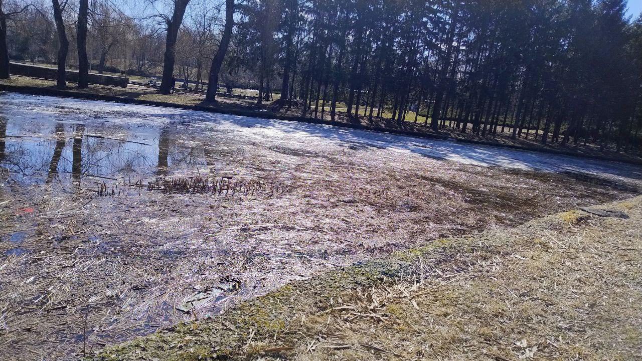 Місце, де ріс очерет в озері