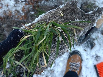 Рослина, що пережила зиму
