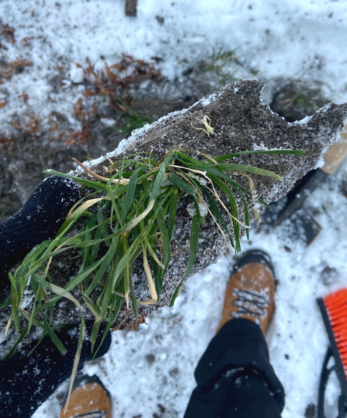 Рослина, що пережила зиму