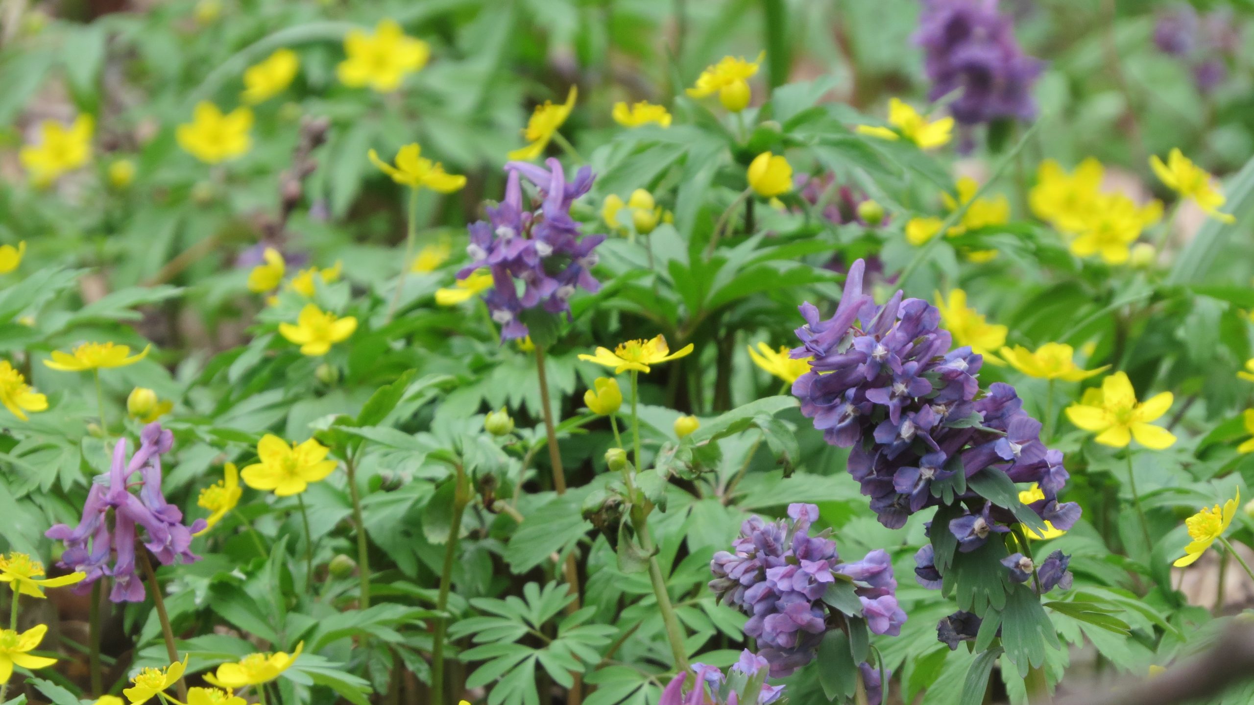 ряст ущільнений та анемона жовтецева