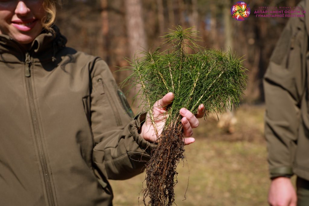 саджанці дерев