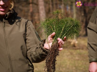 саджанці дерев