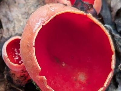 саркосцифа