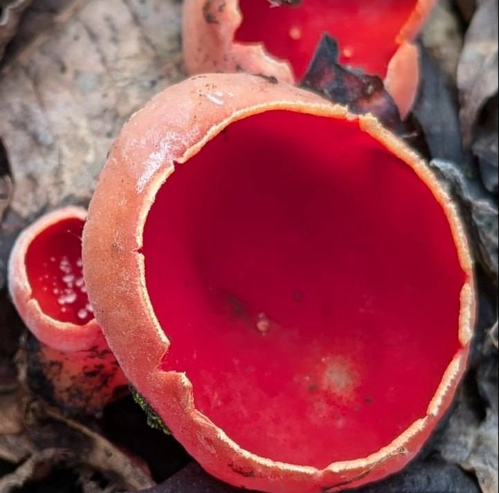 Вірили, що з чашечок п’ють росу ельфи: у Холодному Яру показали перші весняні гриби (ФОТО)