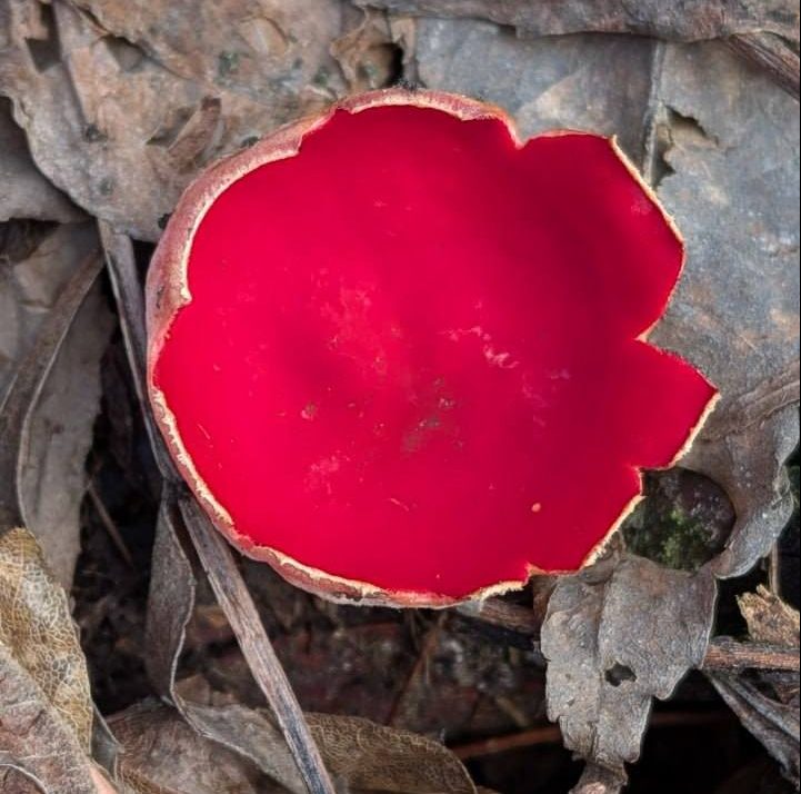 саркосцифа