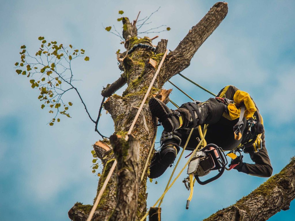 обрізка дерева