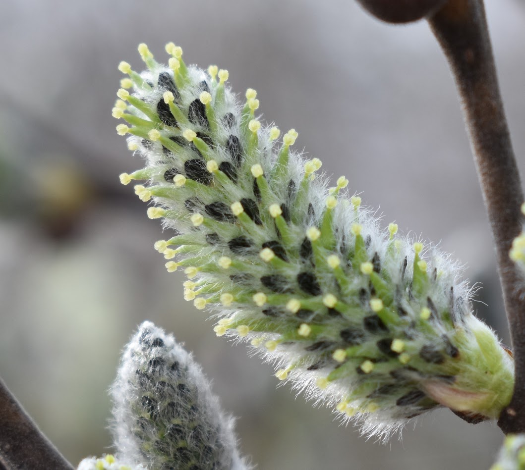 Суцвіття на "котику"