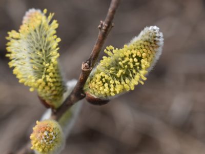 Цвітіння верби