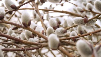 Є жіночі й чоловічі, їх їли з кашею, а ще ростуть на Черкащині: вісники весни – вербові котики