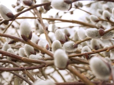 вербові котики