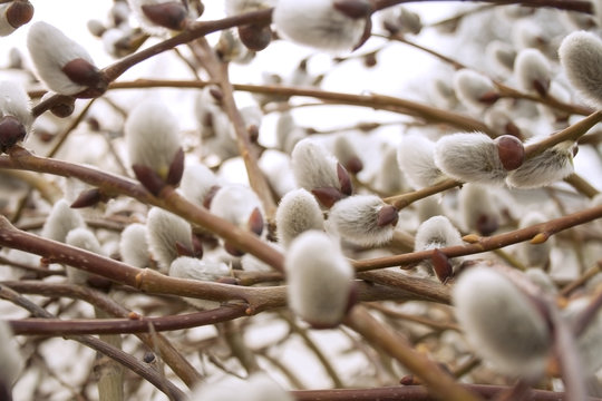 Вербові котики