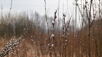 Вербові котики