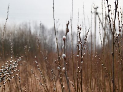 Вербові котики