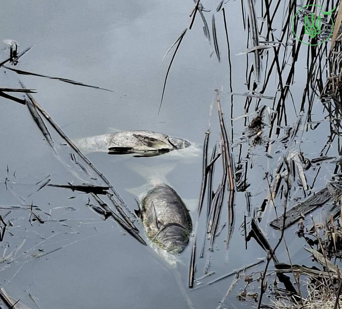 Задуха риби