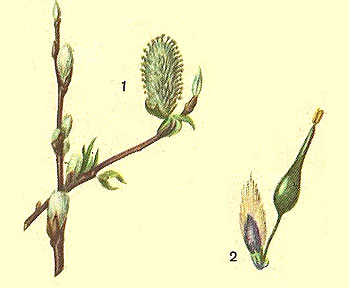 Жіночі особини