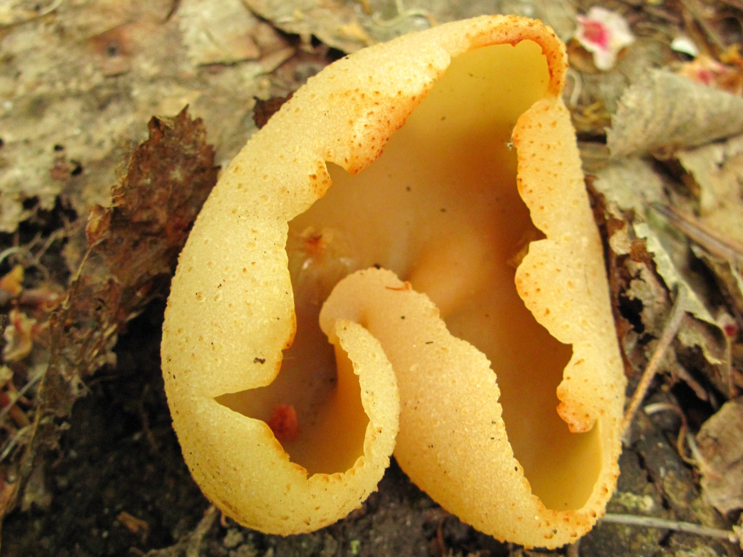 Пецица каштанова