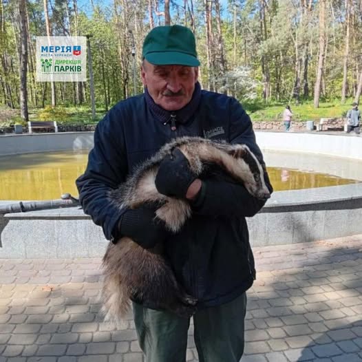 комунальник з борсуком