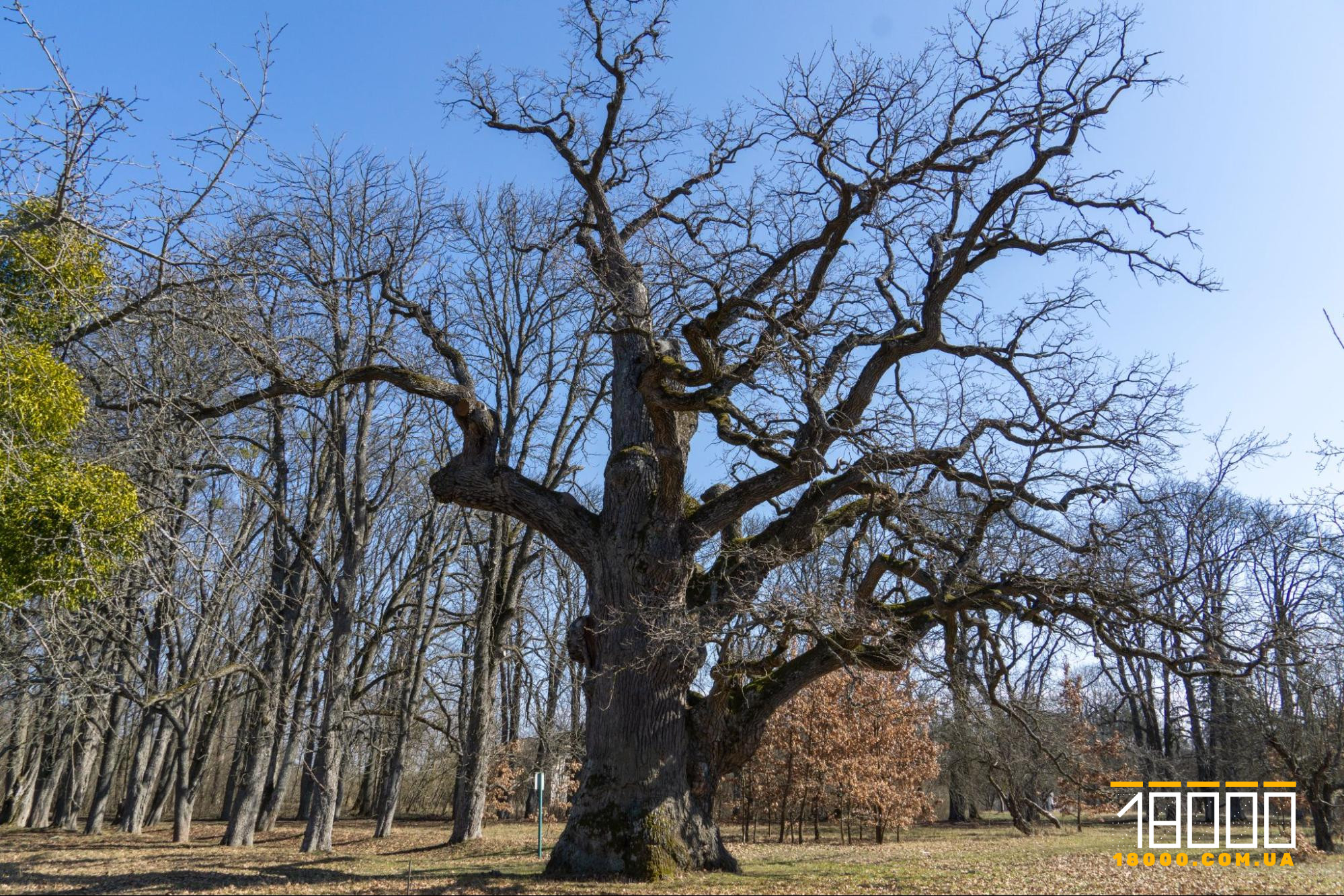 дуб Шевченка e 2026 році