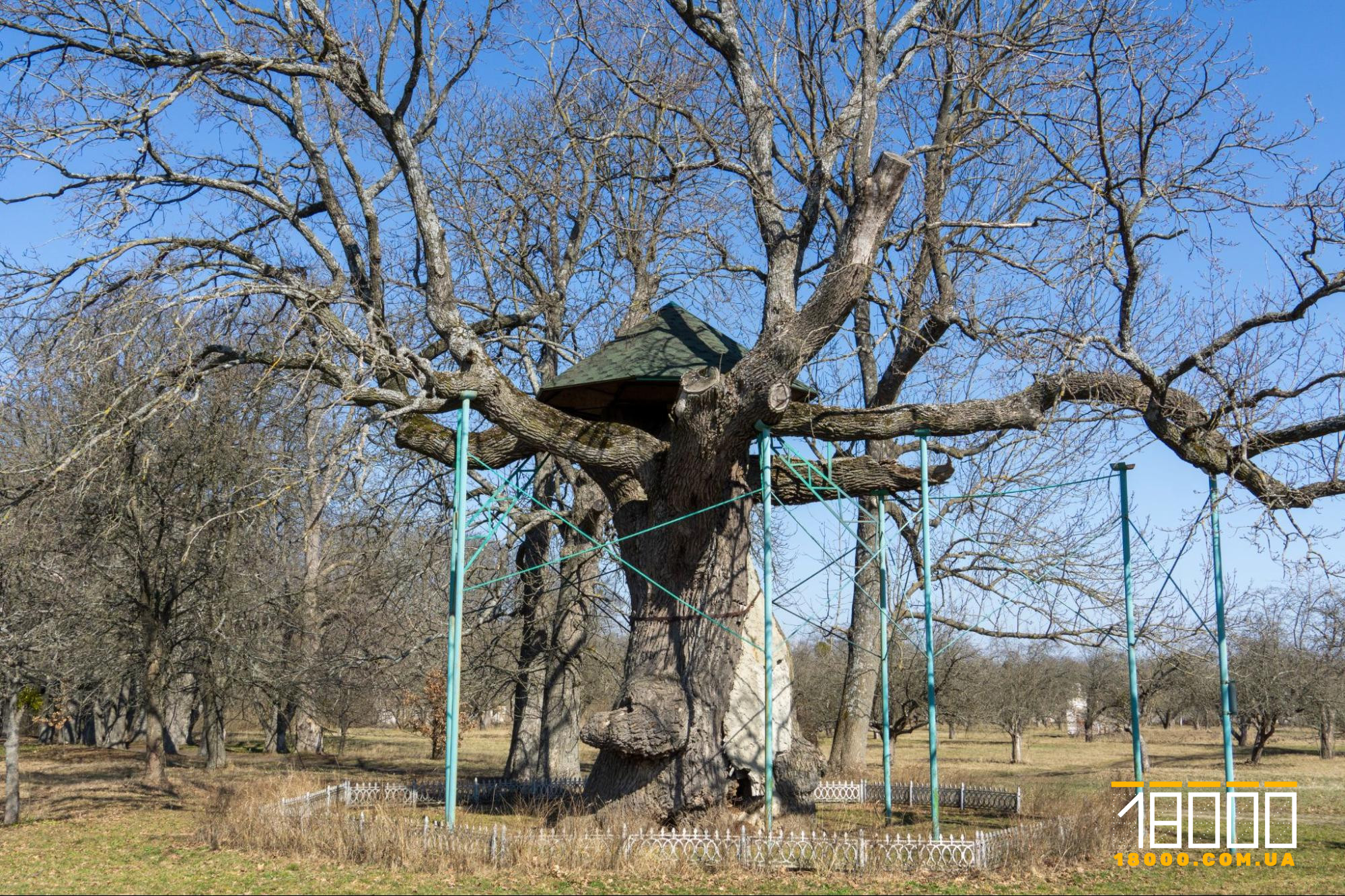 Тисячолітній дуб з опорами біля маєтку Енгельгардтів на Черкащині