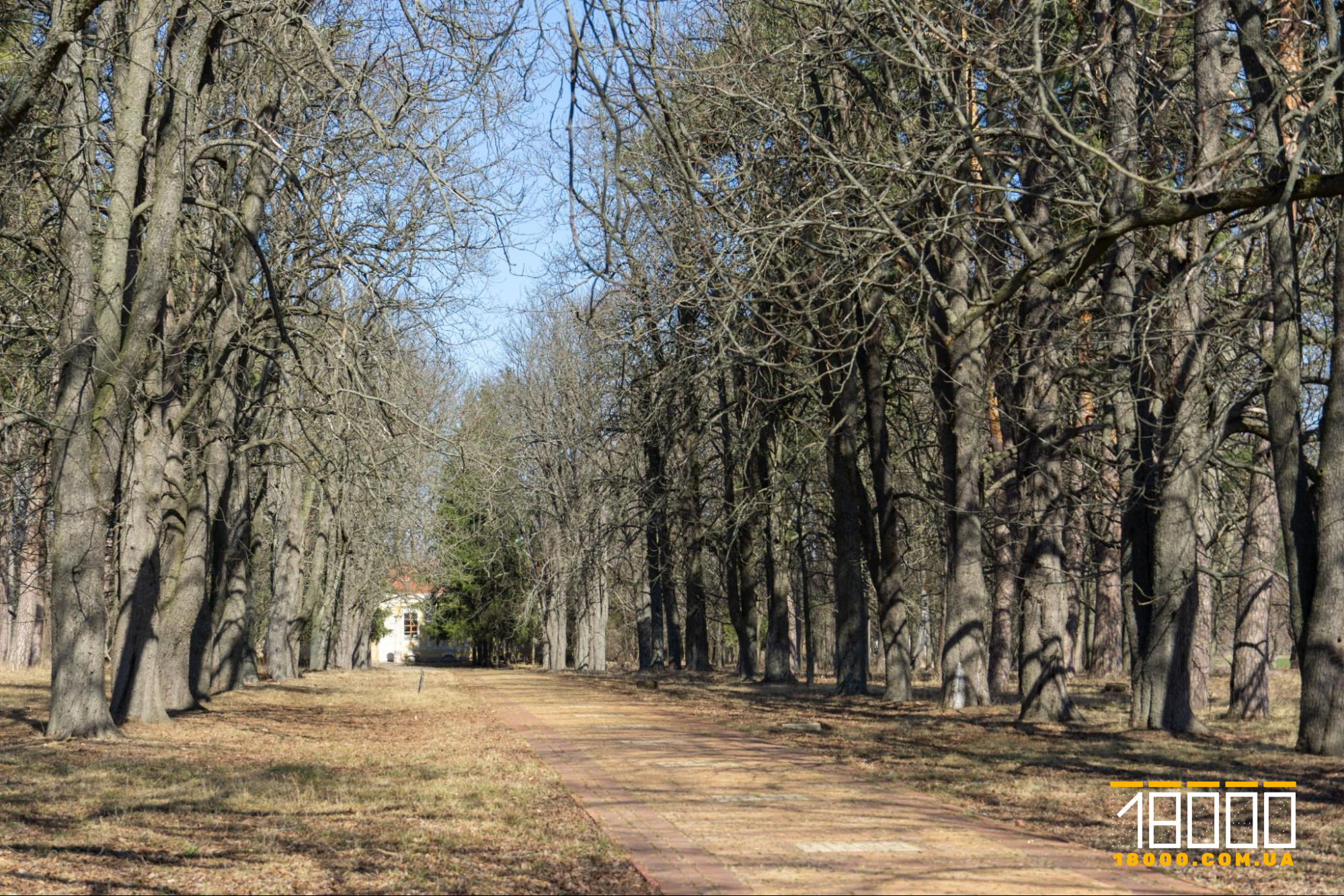 Каштани перед маєтком Енгельгардтів на Черкащині.