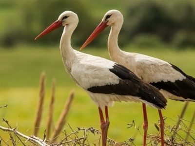 лелеки в полі