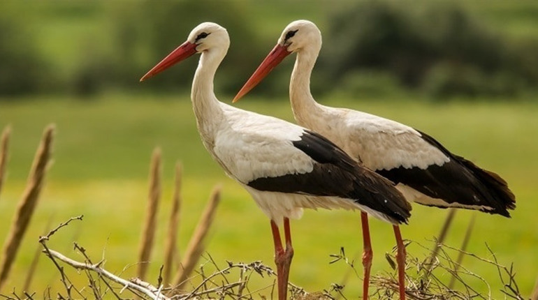 лелеки в полі