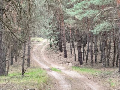 дерева у лісі