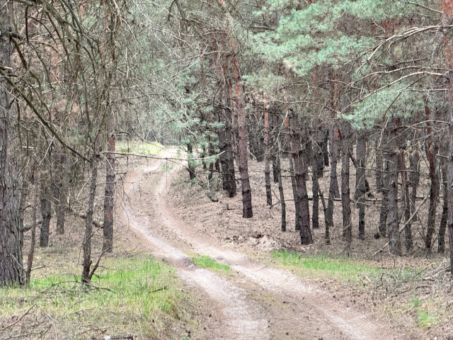 дерева у лісі