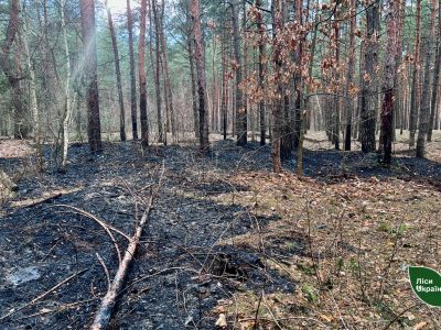 пожежа в лісі