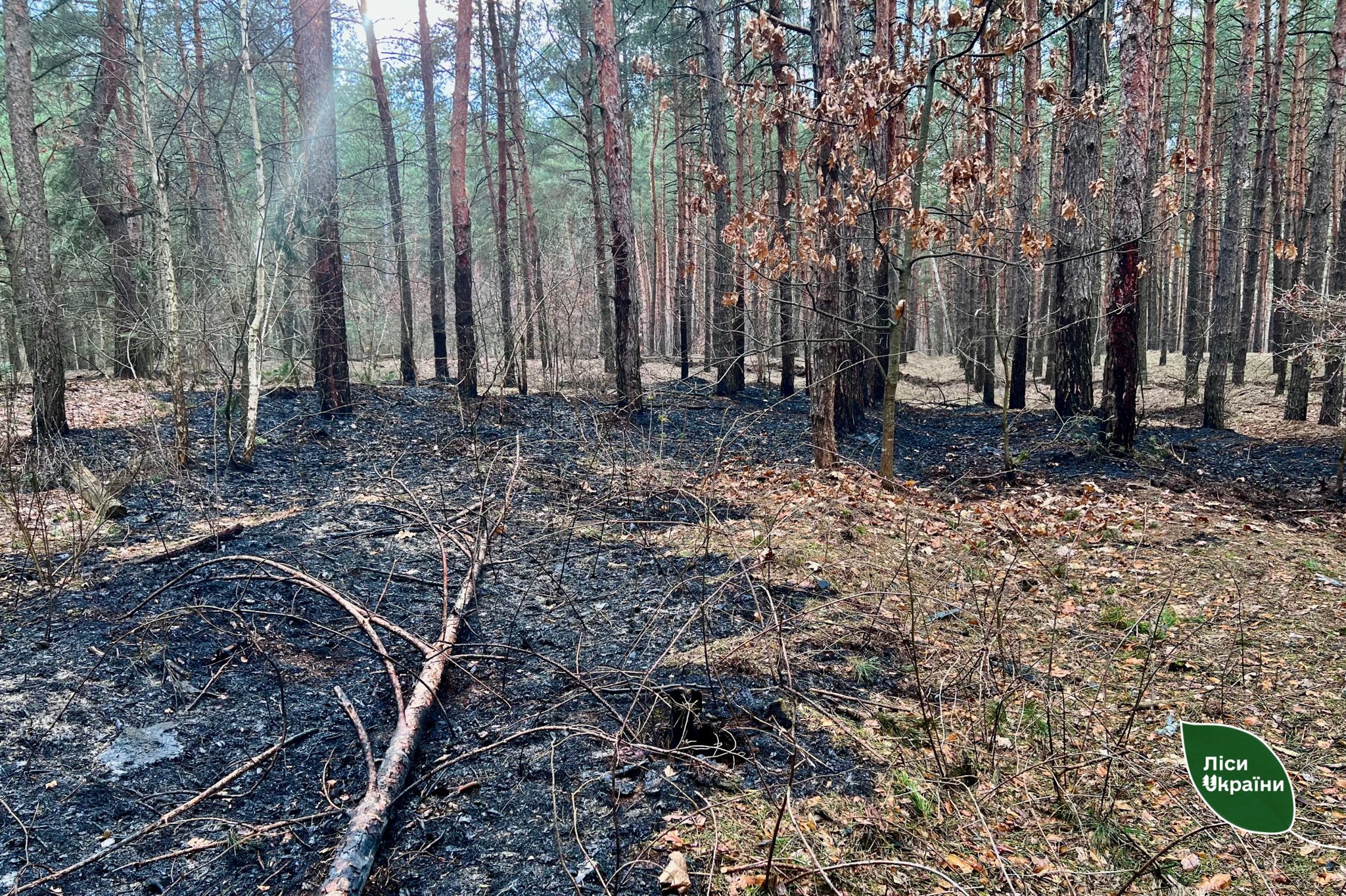 пожежа в лісі