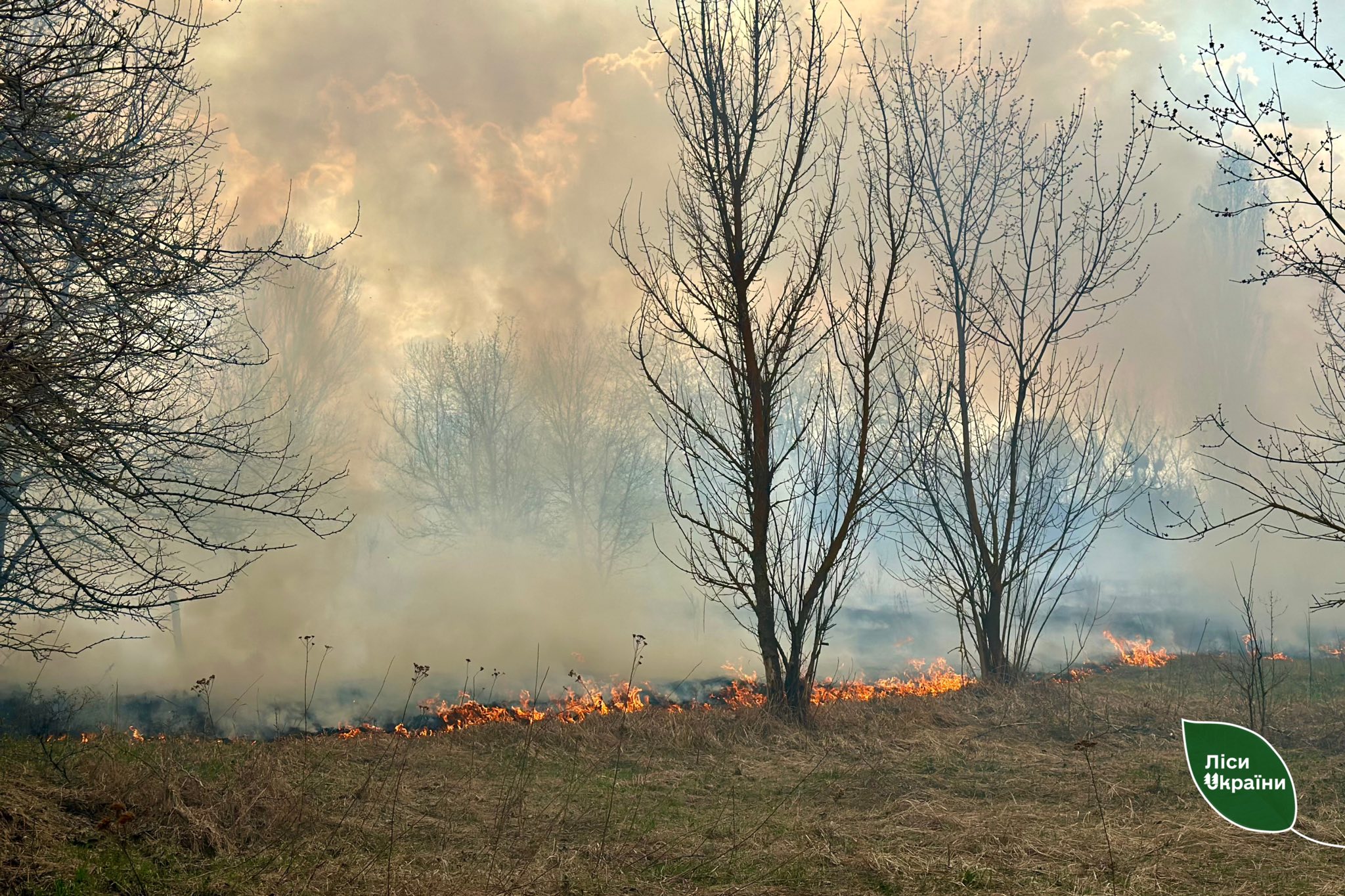 пожежа у лісі