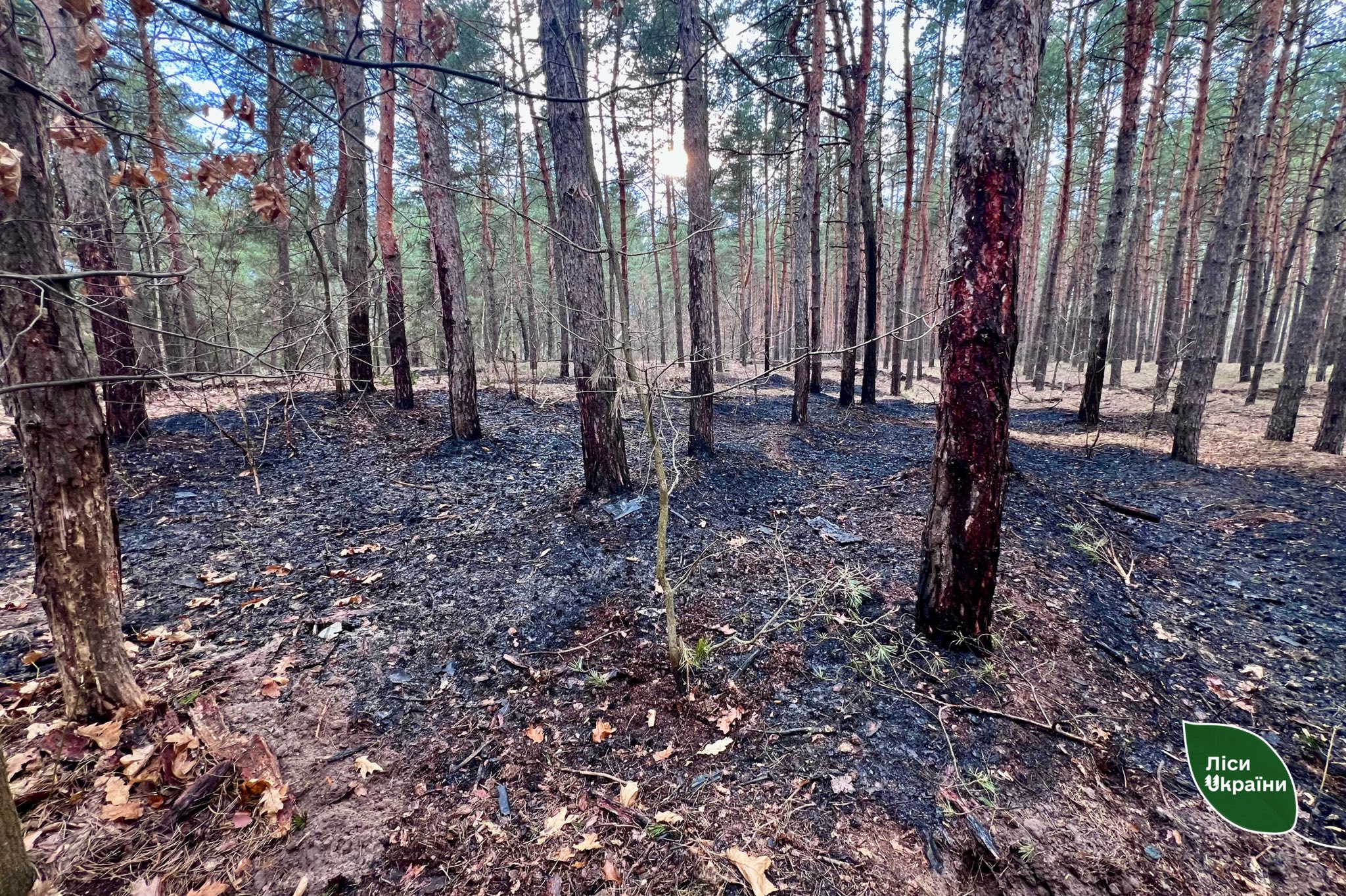 Через ворожу атаку на Черкащині горіли ліси та очерет (ФОТО)