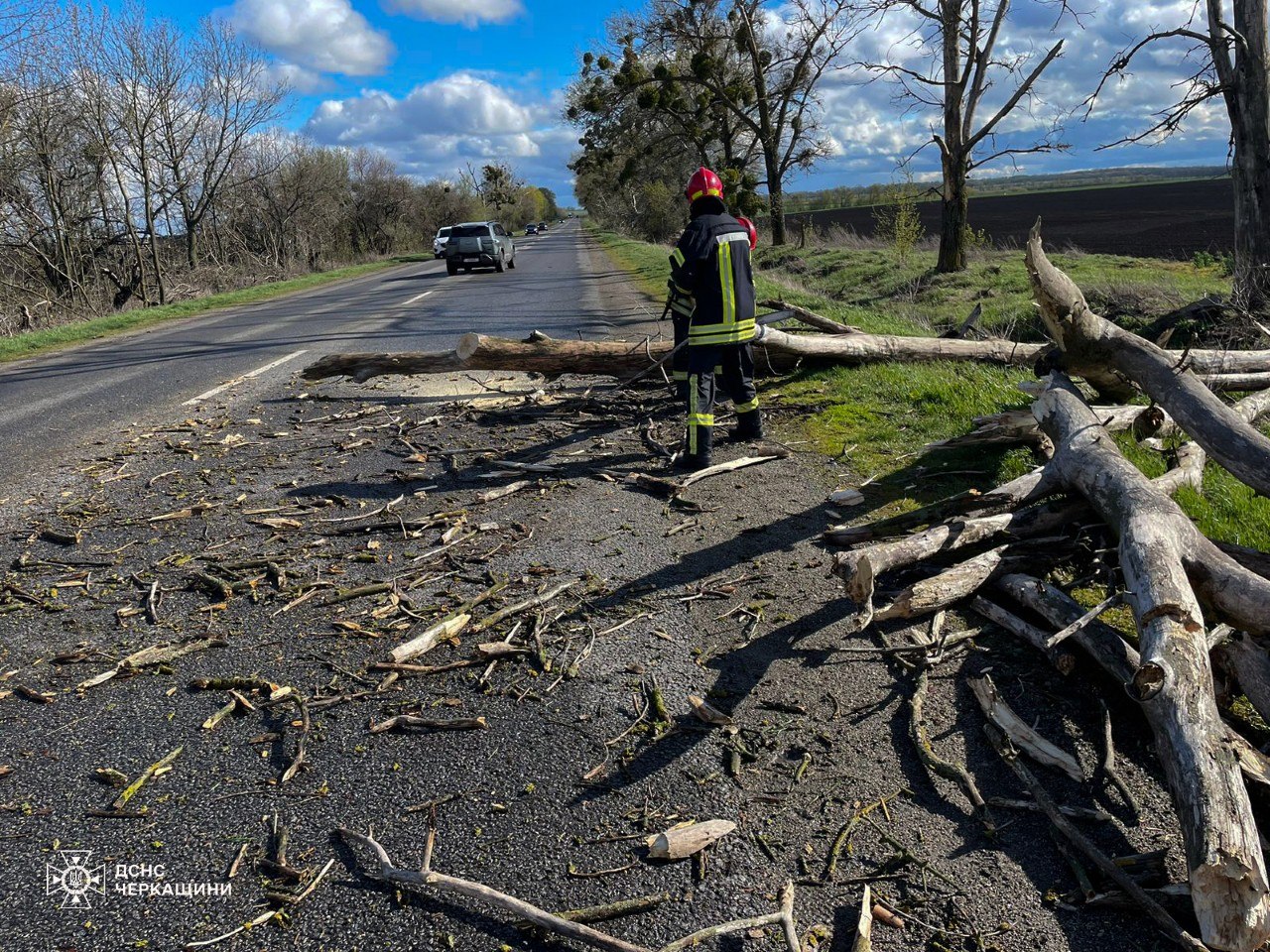 дерево на дорозі
