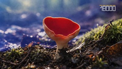 Ранні весняні гриби: добірка