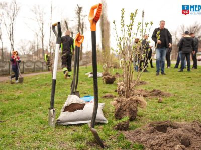 лопати і кущі бузку