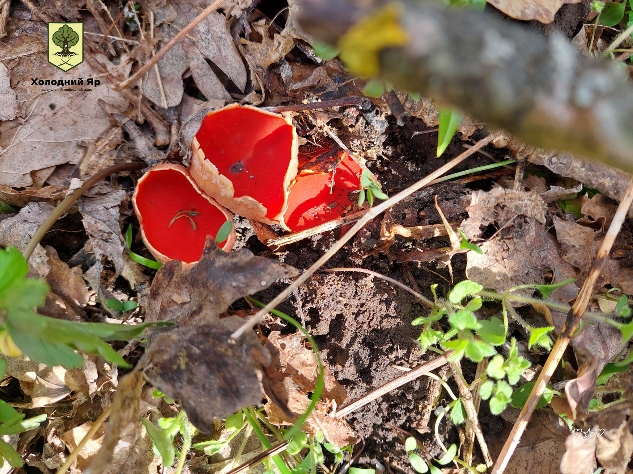 Гриб Саркосцифа