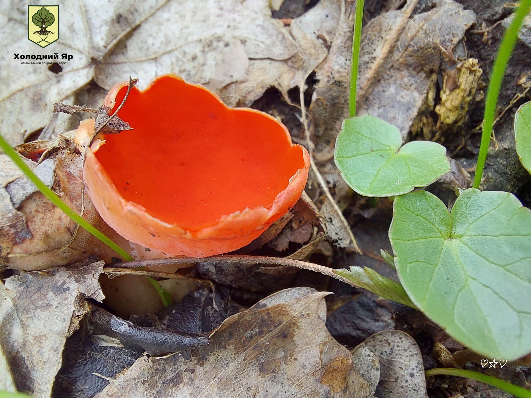 Саркосцифа на Черкащині