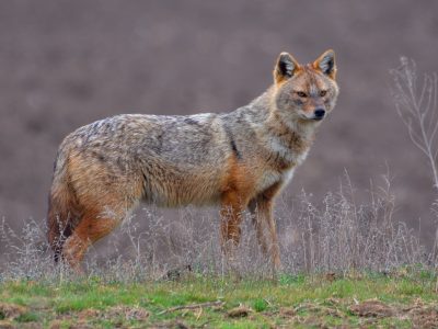 Шакал