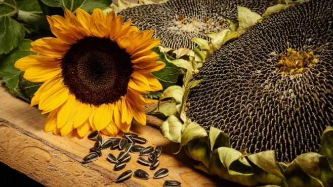 соняшник і насіння