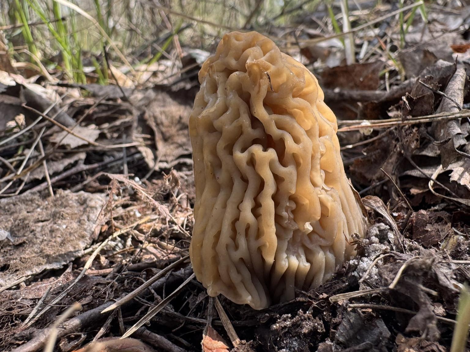 Зморшкова шапинка