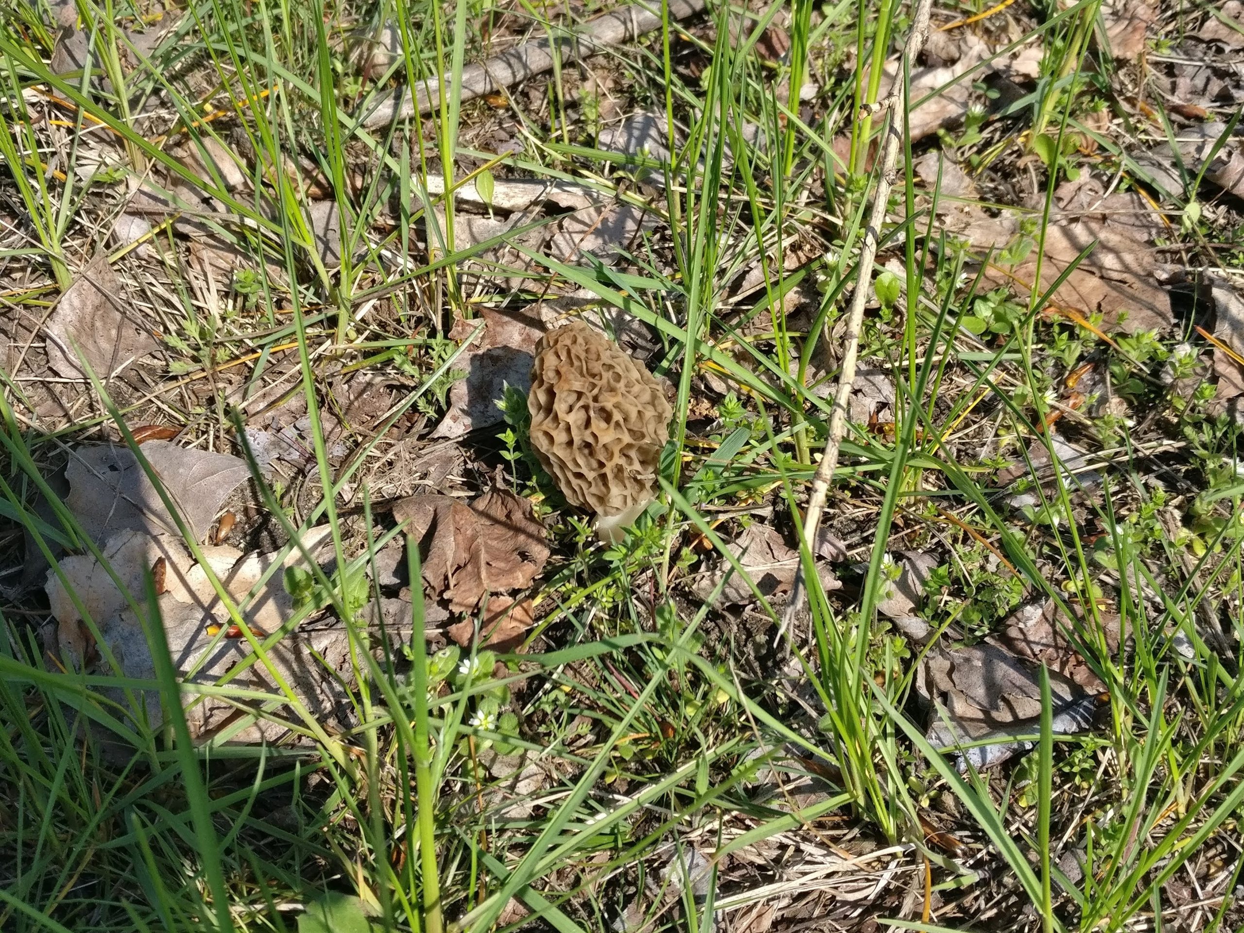 Зморшок їстівний в Черкаській області