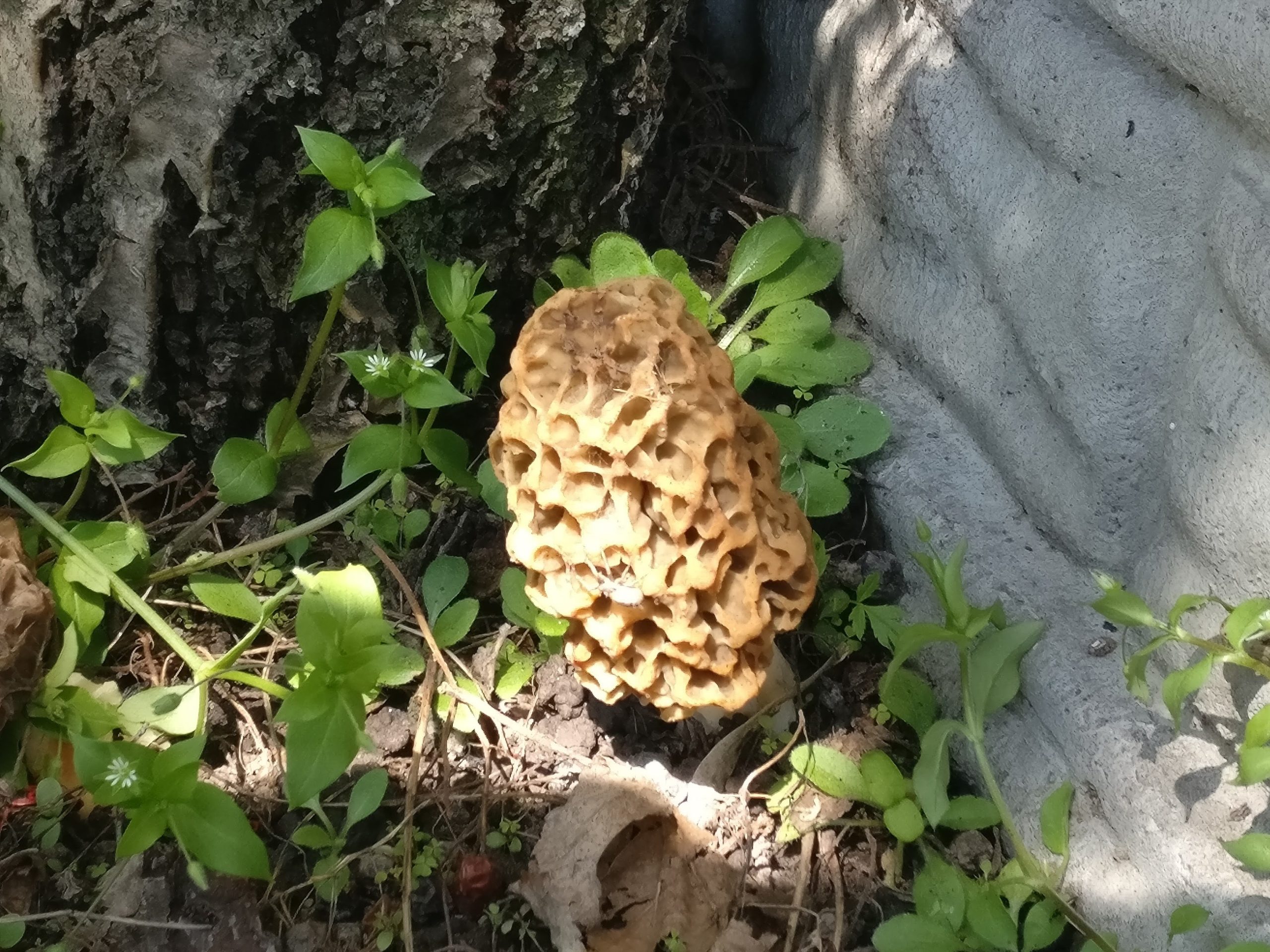 Зморшок їстівний