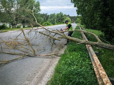 дерево