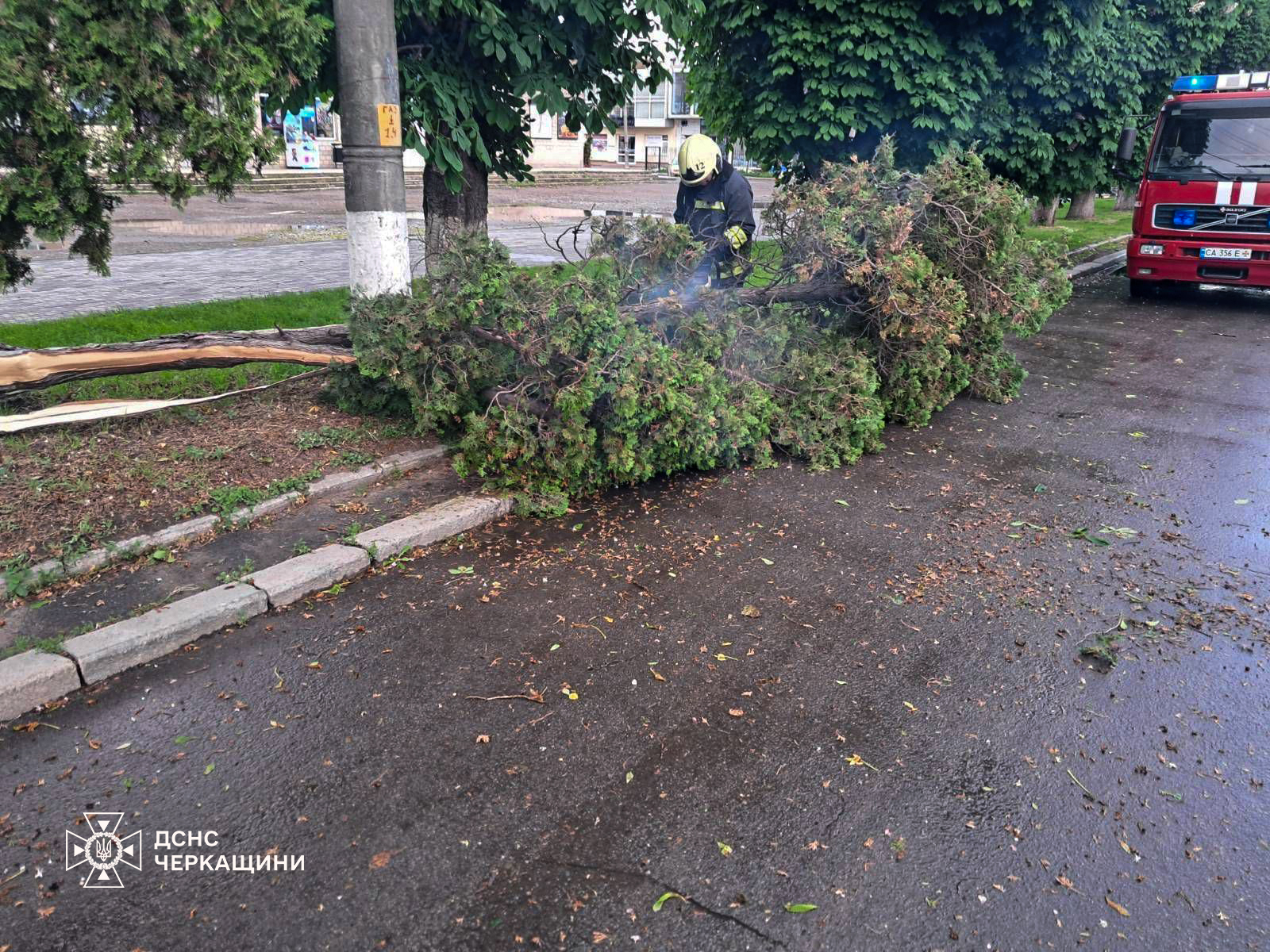 упале дерево