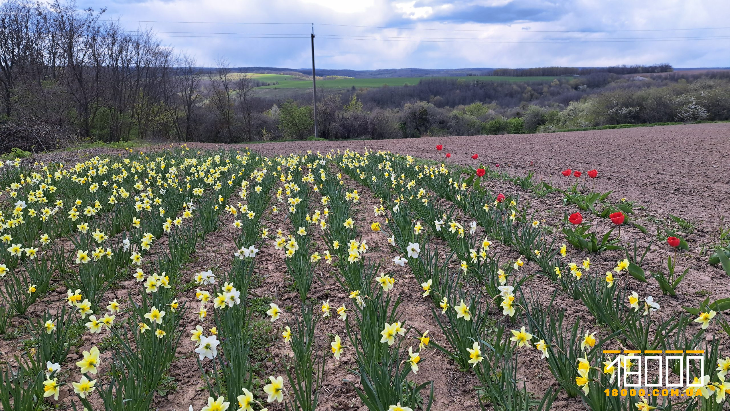 долина нарцисів