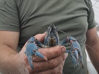 австралійський рак