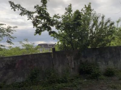 стіна і дерева