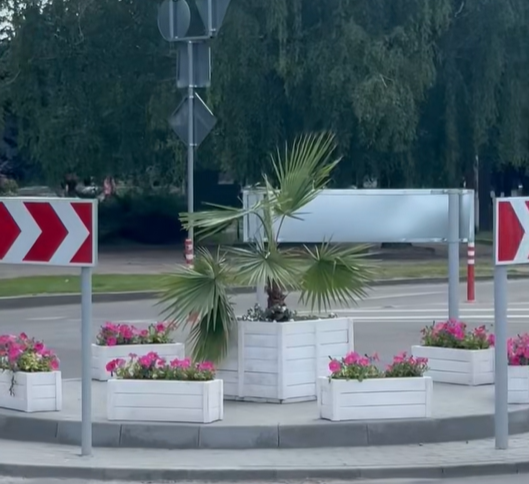 У центрі Золотоноші з’явилася пальма (ФОТО)